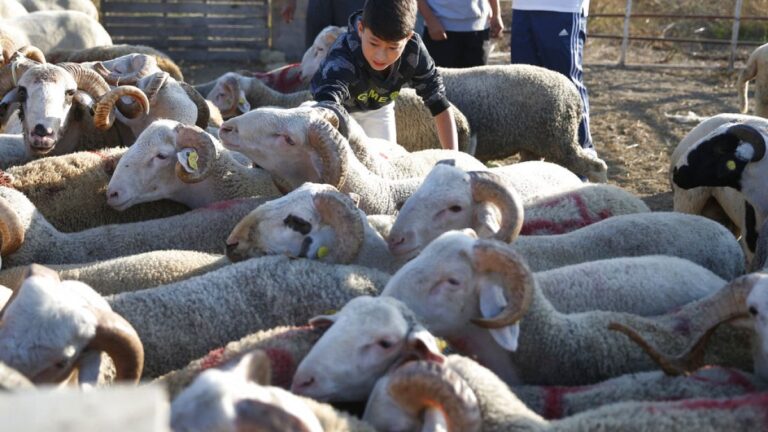 Eid al -Adha Tatilde Koşuyor: Geleneksel Ritüeller Zemin Kaybediyor